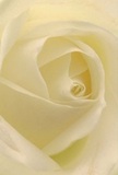 This evocative image captures the very heart of a cream-white rose, drawing the viewer into its intimate core as though nestled within its folds. Each petal unfurls in a delicate spiral, soft as the morning mist rising over the gardens near Yiewsley's West Drayton Road. Gentle shadows play between ivory curves, adding both depth and quiet drama to the bloom's luminous presence. The texture is almost tangible-a satisfying blend of matte and silk, cool to the eye, inviting thoughts of dew-kissed mornings and the first breath of spring. The calm atmosphere exudes a heartfelt serenity, suitable for moments when words are scarce, and emotions run deep-a tribute bouquet, a symbol of admiration, or a gentle way to mark a new beginning. As I imagine crafting this arrangement for a local family, the subtle, sweet fragrance lingers in my mind, soothing and dignified. The close perspective not only honours the beauty of the flower itself, but also the artistry and intention behind every bouquet thoughtfully prepared in Yiewsley, with the hope of bringing comfort and meaning to every recipient.